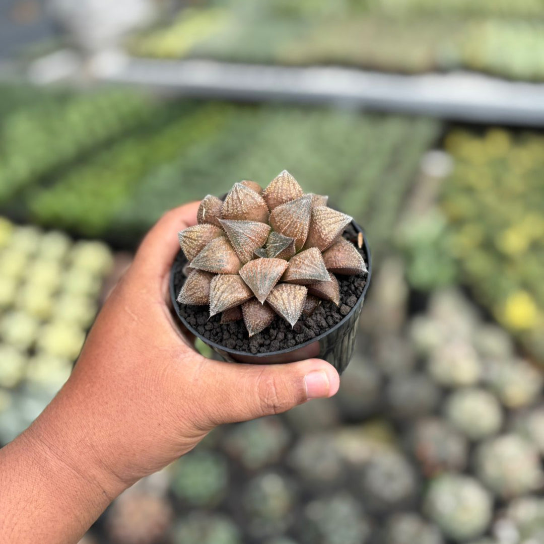Haworthia chocolate