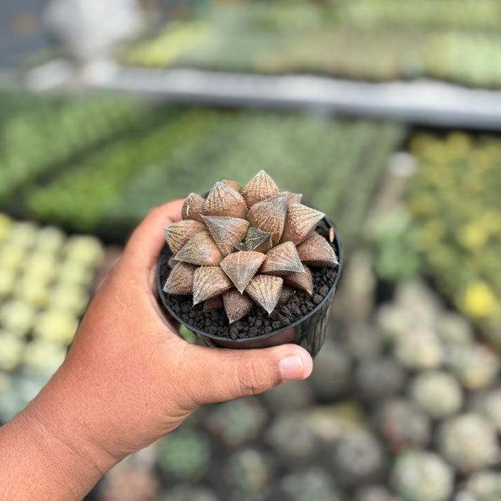 Haworthia chocolate