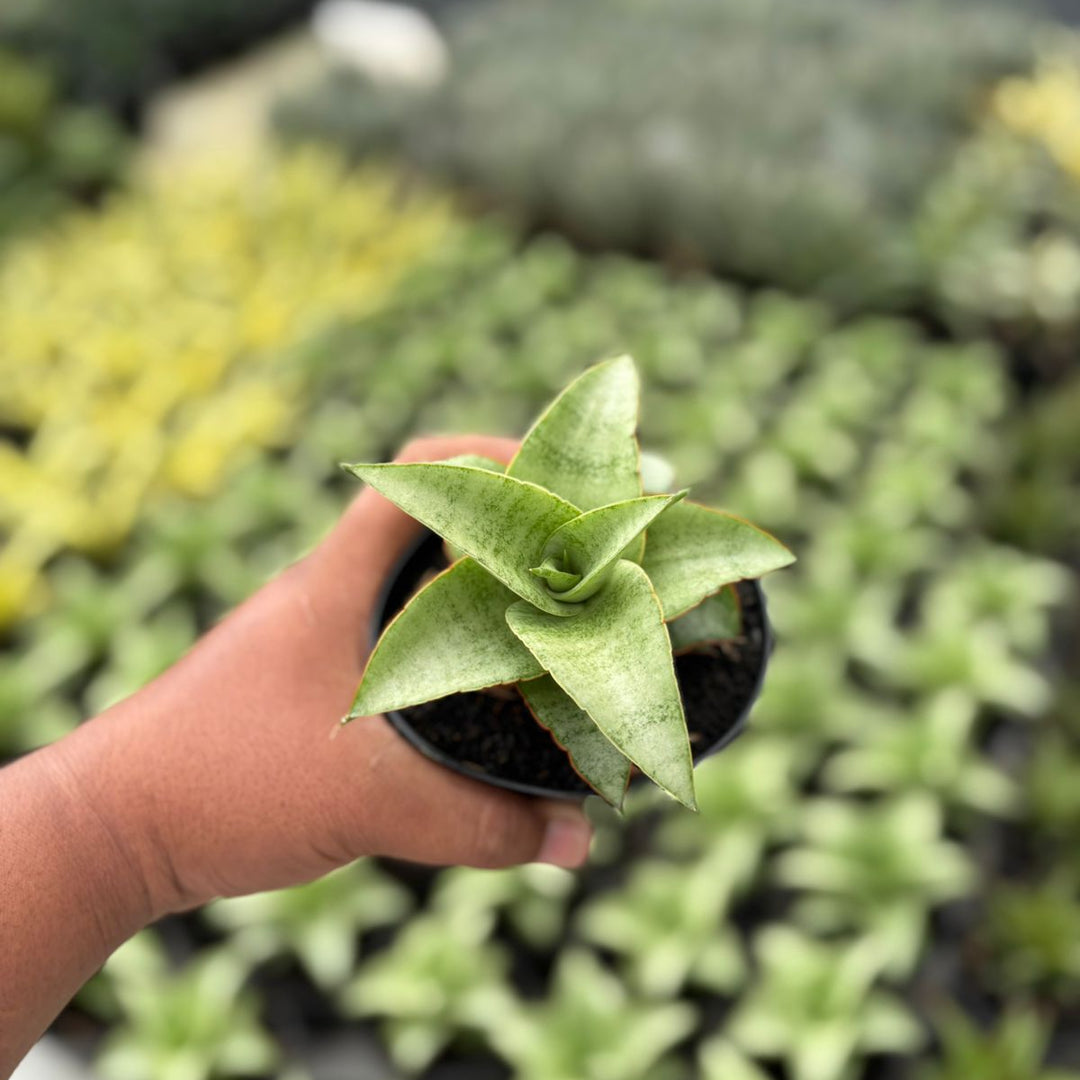 Sansevieria mega