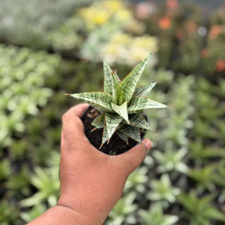 BOGO 2PSC Sansevieria desi