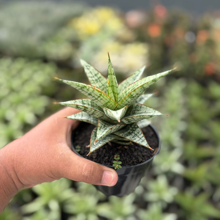 BOGO 2PSC Sansevieria desi