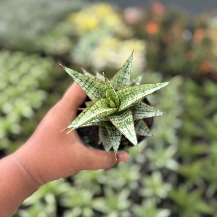 BOGO 2PSC Sansevieria desi