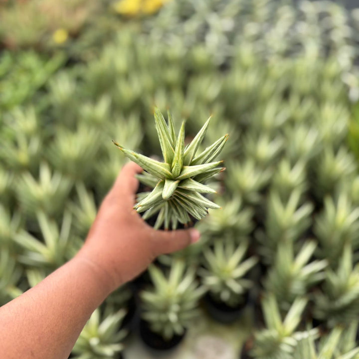 Sansevieria  francisi variegated white