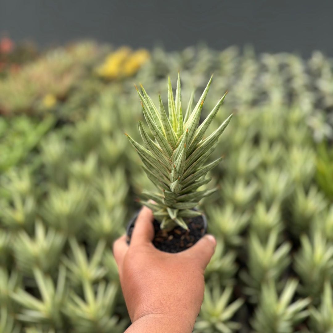 Sansevieria  francisi variegated white