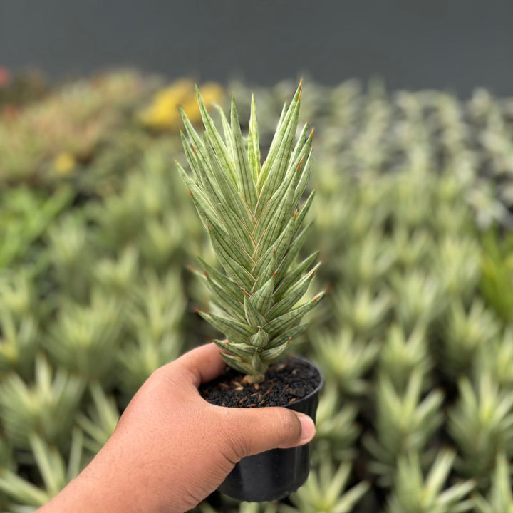 Sansevieria  francisi variegated white
