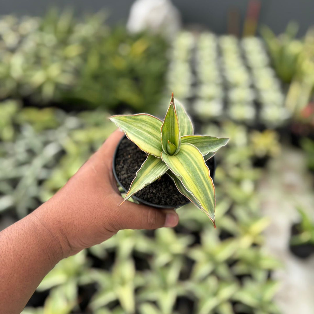 Sansevieria blue leaf variegtaed