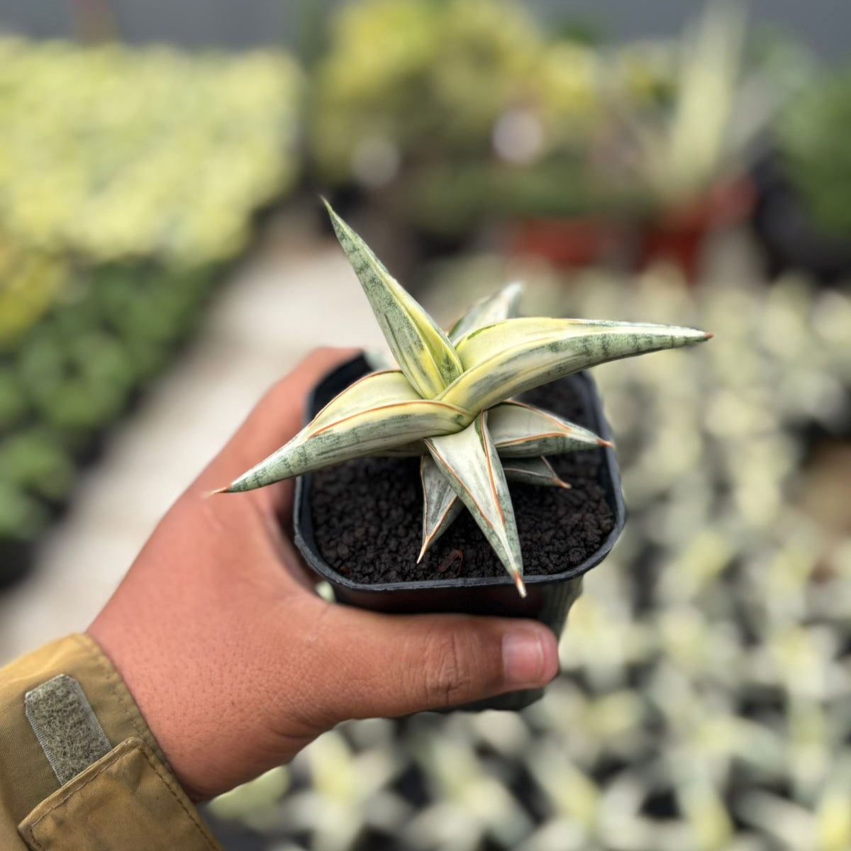 sansevieria blüte Sansevieria Blue Clone Variegated White