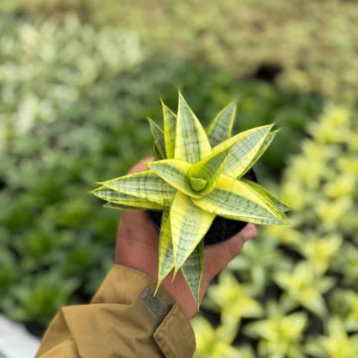 Sansevieria Gabriela Variegated Yellow