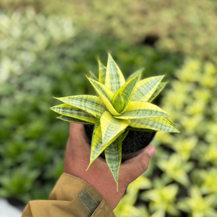 Sansevieria Gabriela Variegated Yellow