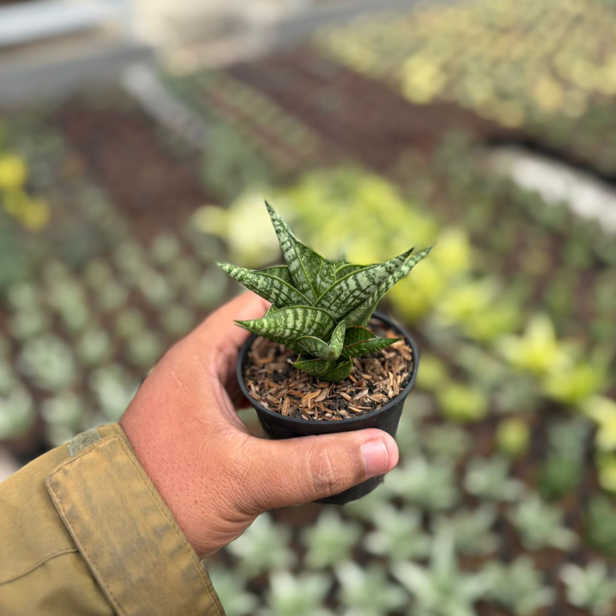 Sansevieria Zenith Star – Succulentasia