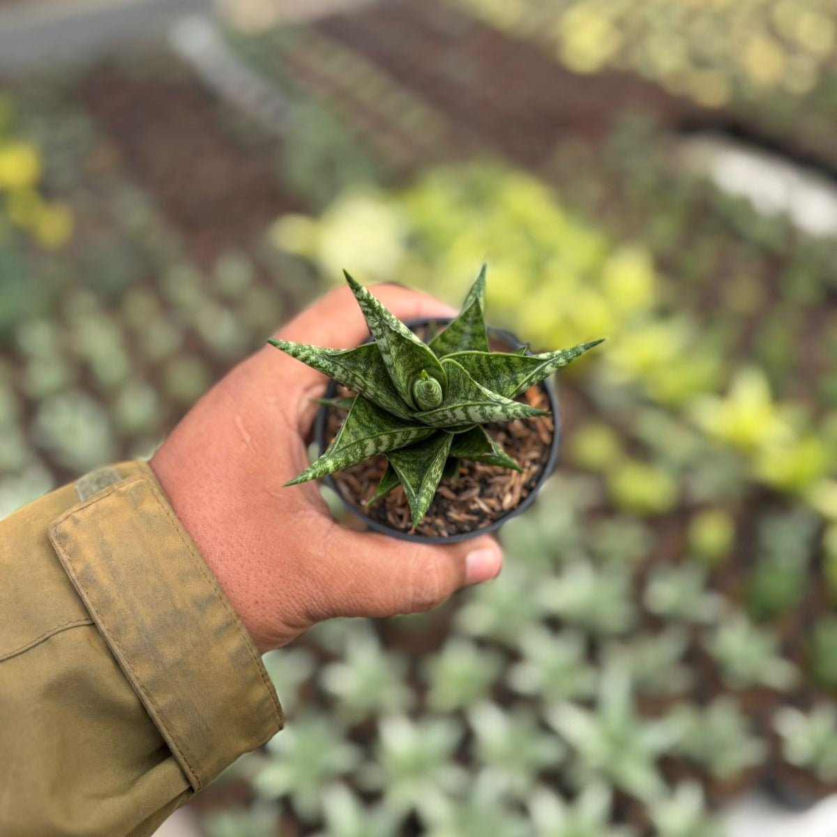 Sansevieria Zenith Star – Succulentasia