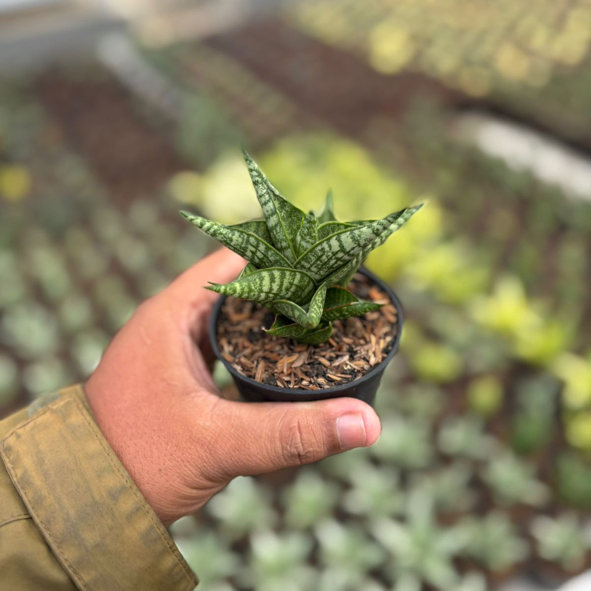 Sansevieria Zenith Star – Succulentasia