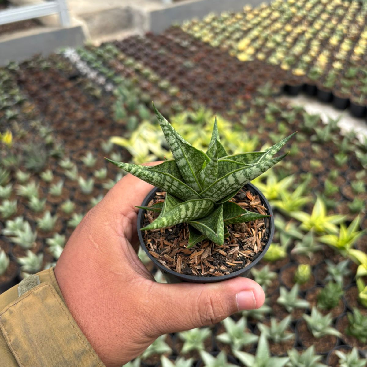 Sansevieria Zenith Star – Succulentasia
