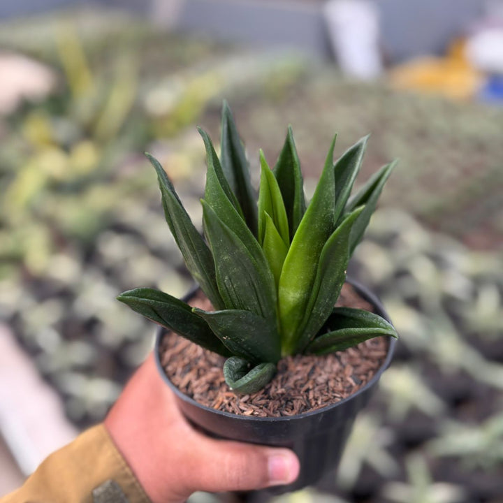 Sansevieria Hahni Gaster Mutation