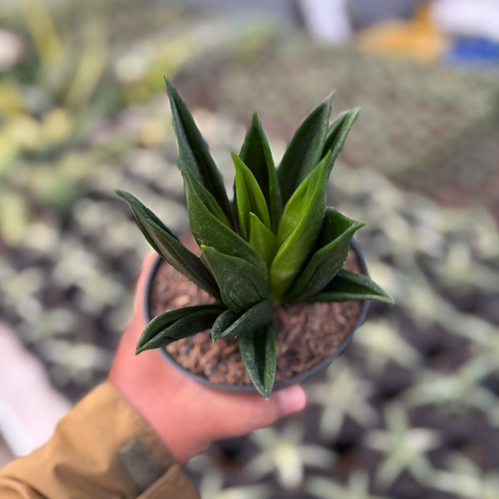 Sansevieria Hahni Gaster Mutation