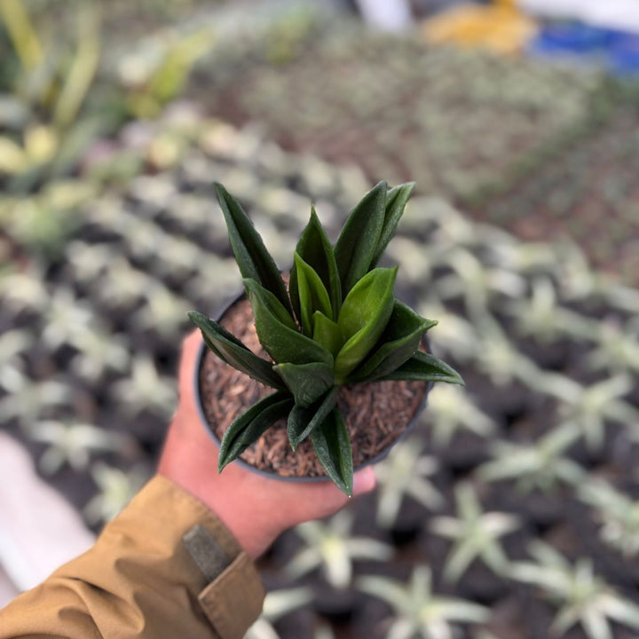 Sansevieria Hahni Gaster Mutation