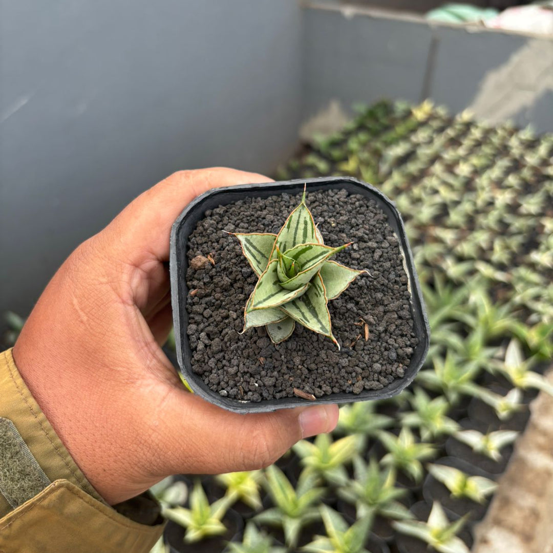 Sansevieria Alexa
