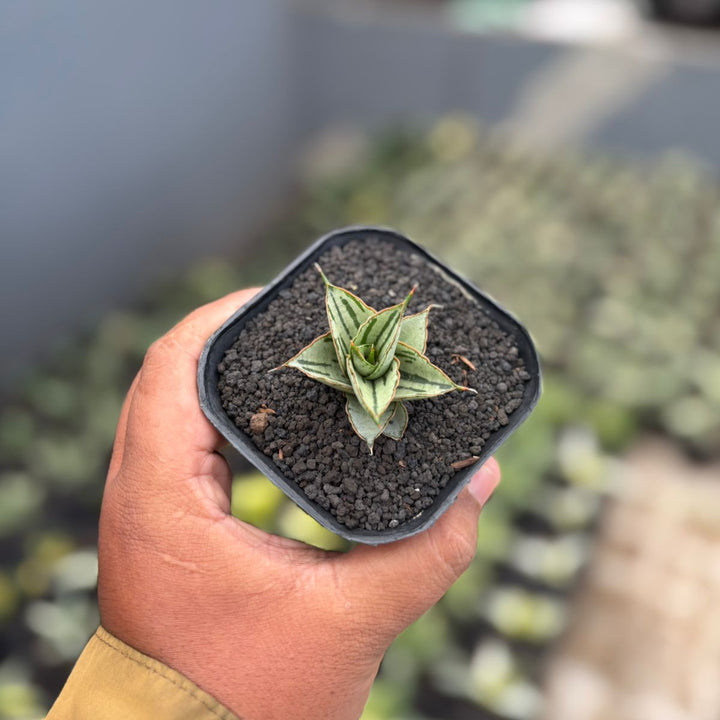 Sansevieria Alexa