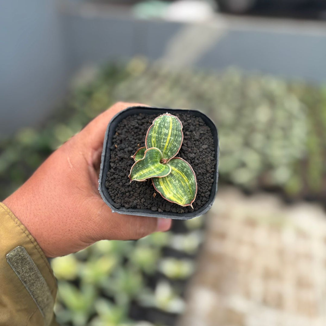 Sansevieria Horwud Variegated