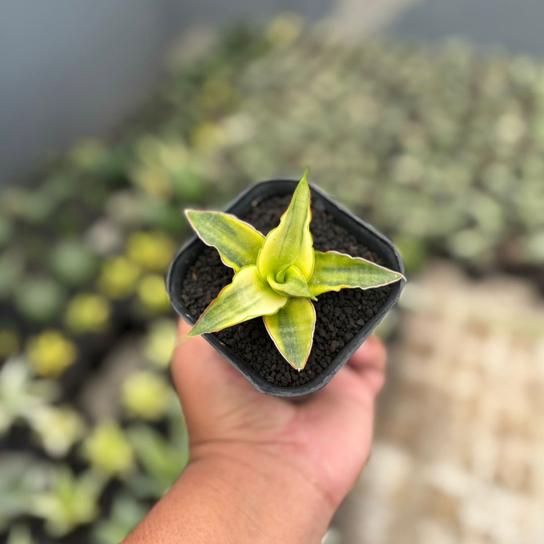 Sansevieria Snow White Yellow
