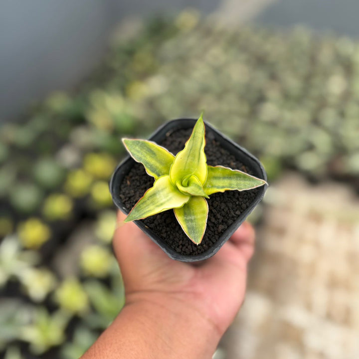 Sansevieria Snow White Yellow