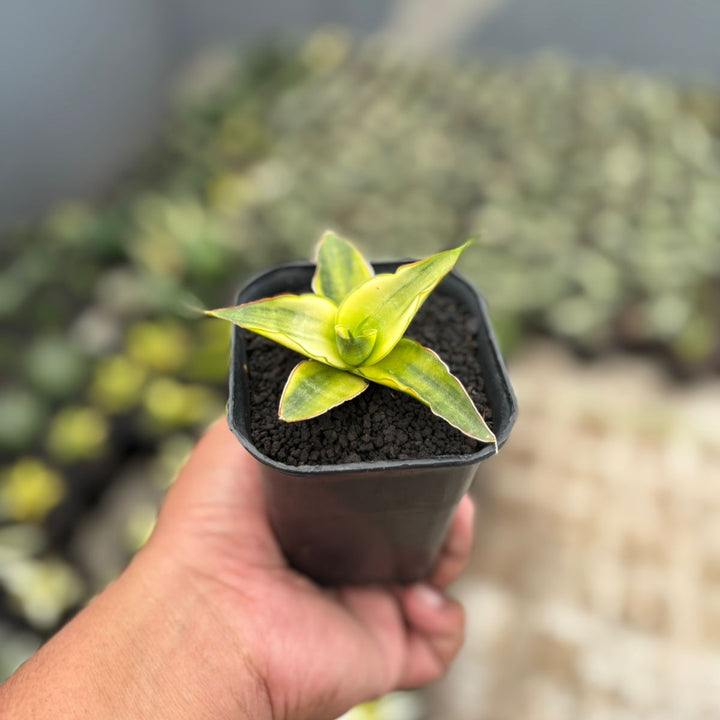Sansevieria Snow White Yellow