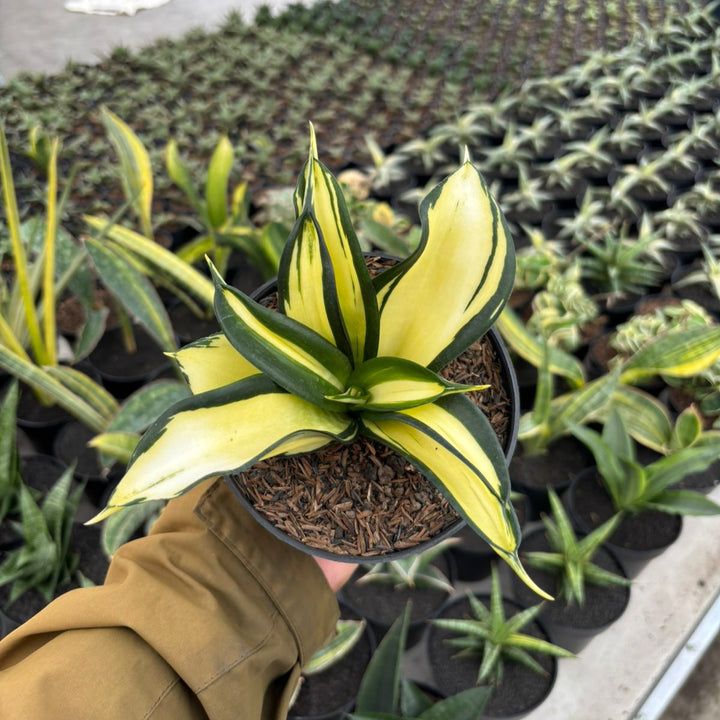 Sansevieria Golden Wendy Mutation Variegated  Mediopicta