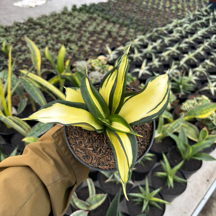 Sansevieria Golden Wendy Mutation Variegated  Mediopicta