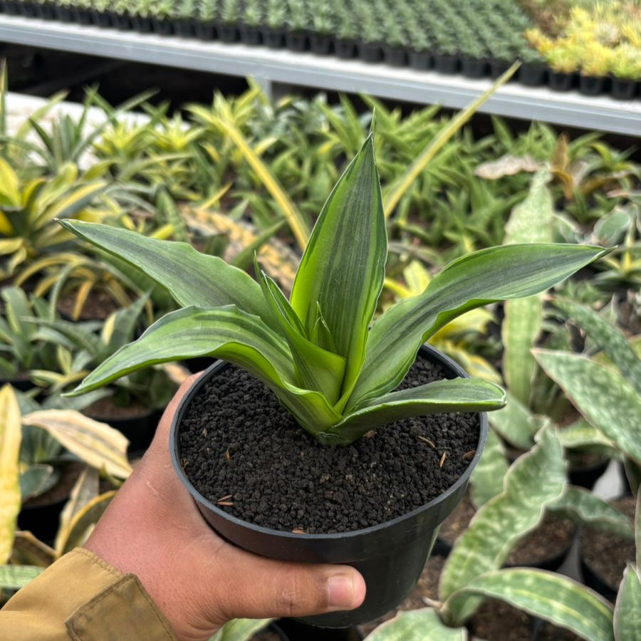 Sansevieria Celomita Variegated Embos