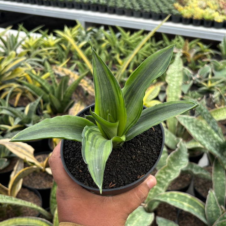 Sansevieria Celomita Variegated Embos