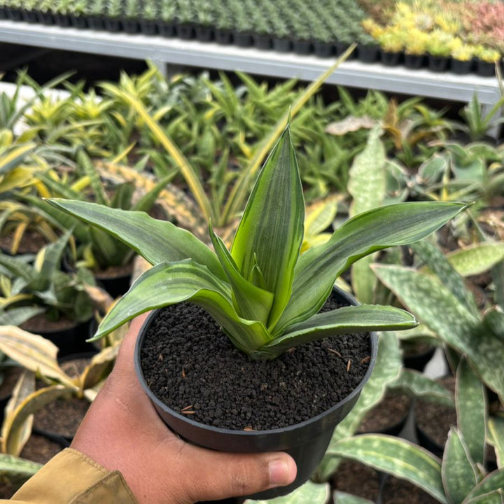 Sansevieria Celomita Variegated Embos