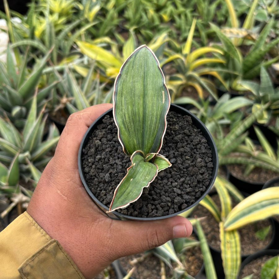 Sansevieria Dragon Blue Variegated Embos – Succulentasia