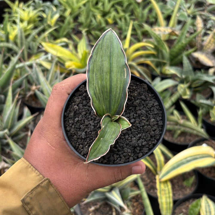 Sansevieria Dragon Blue Variegated Embos