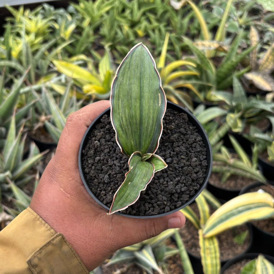 サンスベリア Sansevieria Dragon Blue v B Sansevieria Dragon Blue Variegated Embos – Succulentasia