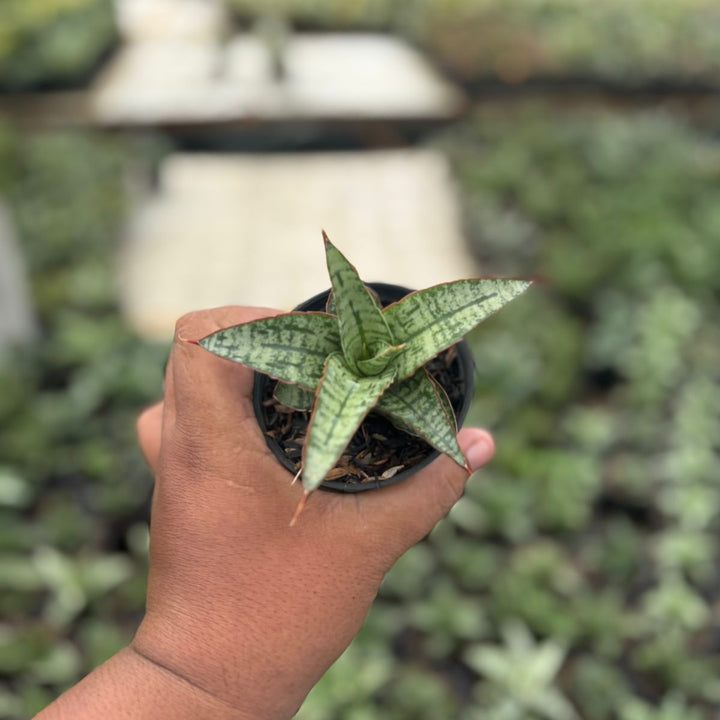 Sansevieria Joshepin x personi basebal