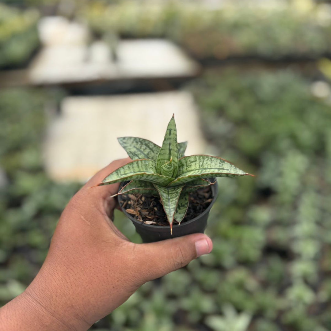 Sansevieria Joshepin x personi basebal