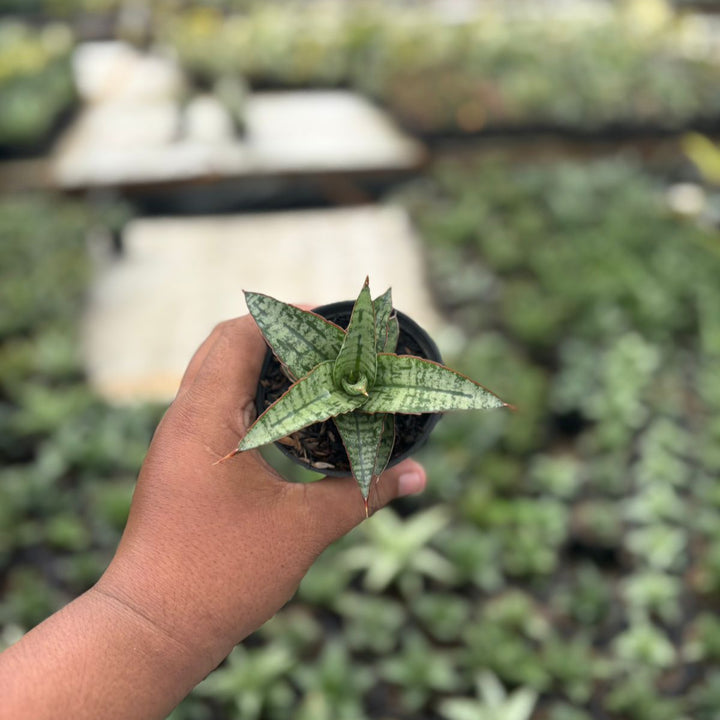 Sansevieria Joshepin x personi basebal