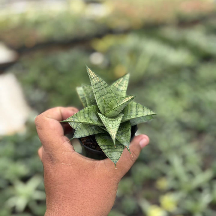 Sansevieria marisa