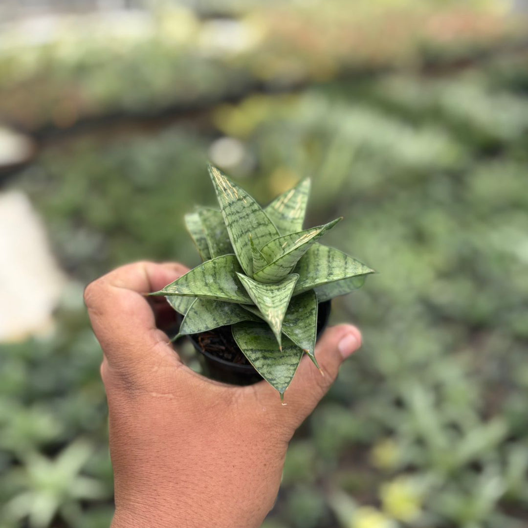 Sansevieria marisa