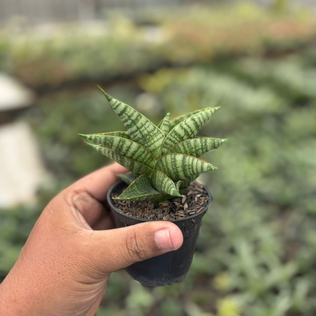 Sansevieria sindoro