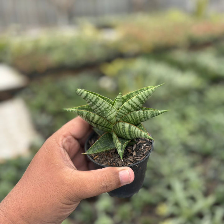 Sansevieria sindoro