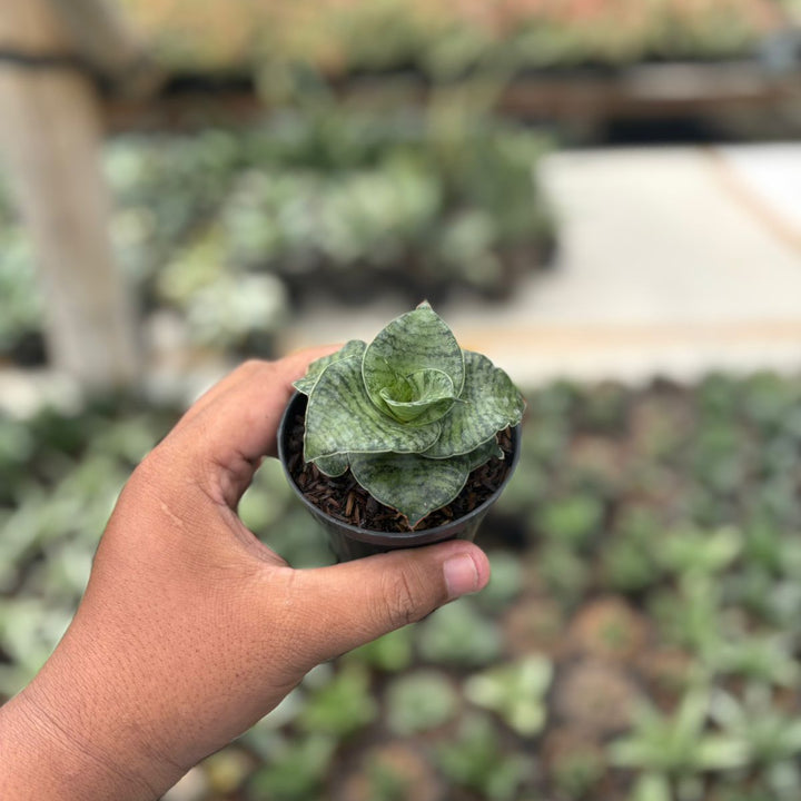 Sansevieria luna x anjani blue ice