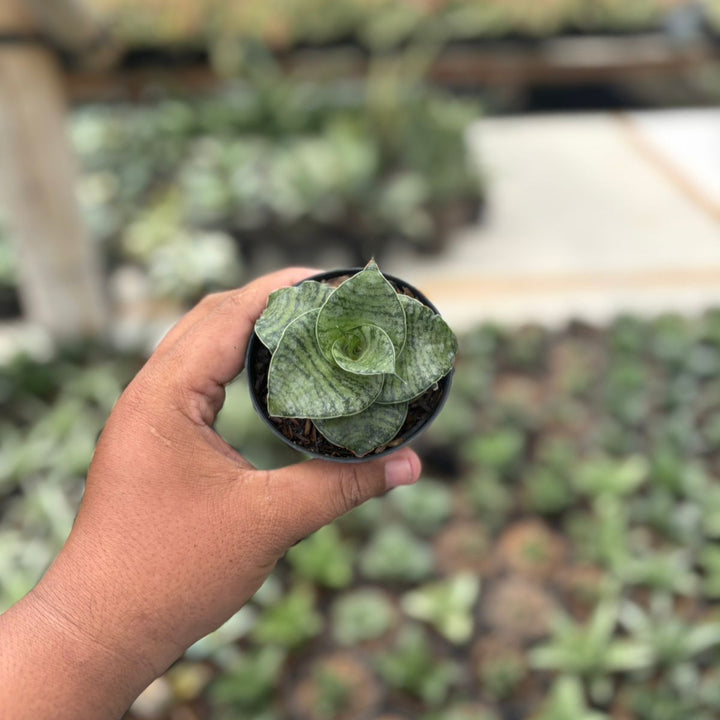 Sansevieria luna x anjani blue ice