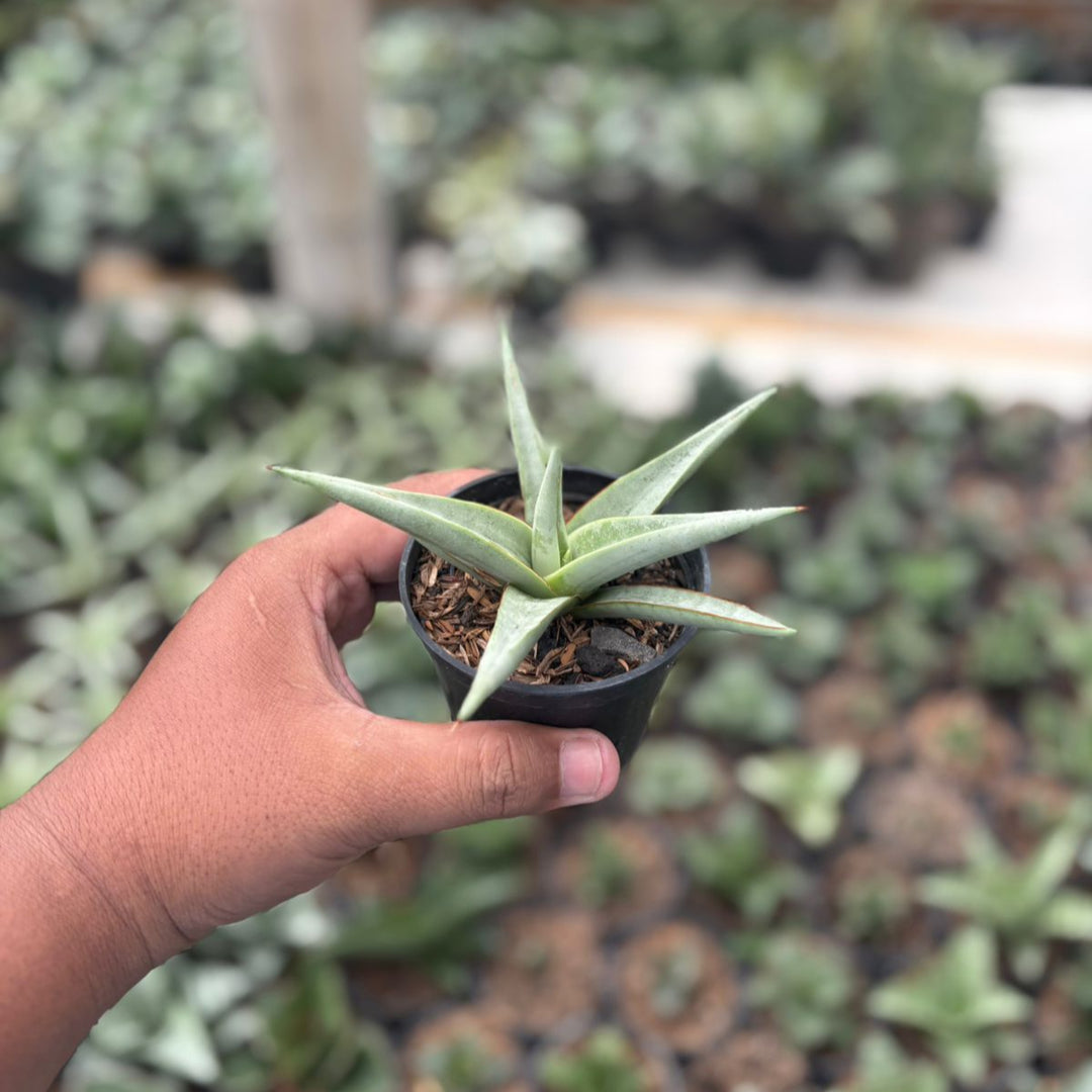 Sansevieria chanin thorut