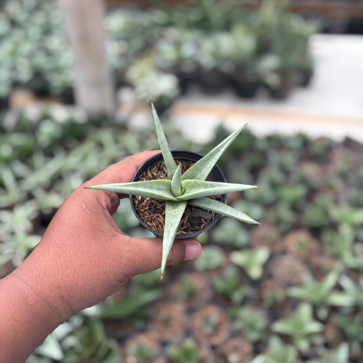 Sansevieria chanin thorut