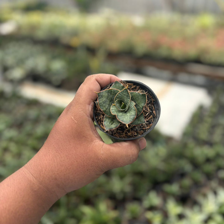 Sansevieria zaza