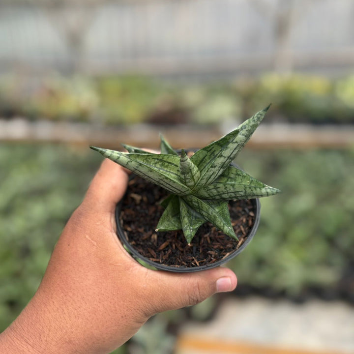 Sansevieria manja