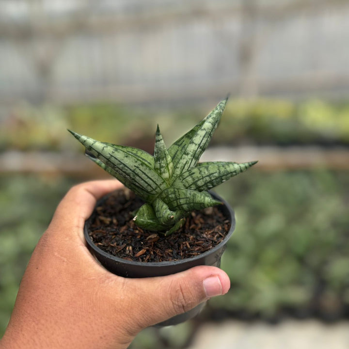 Sansevieria manja