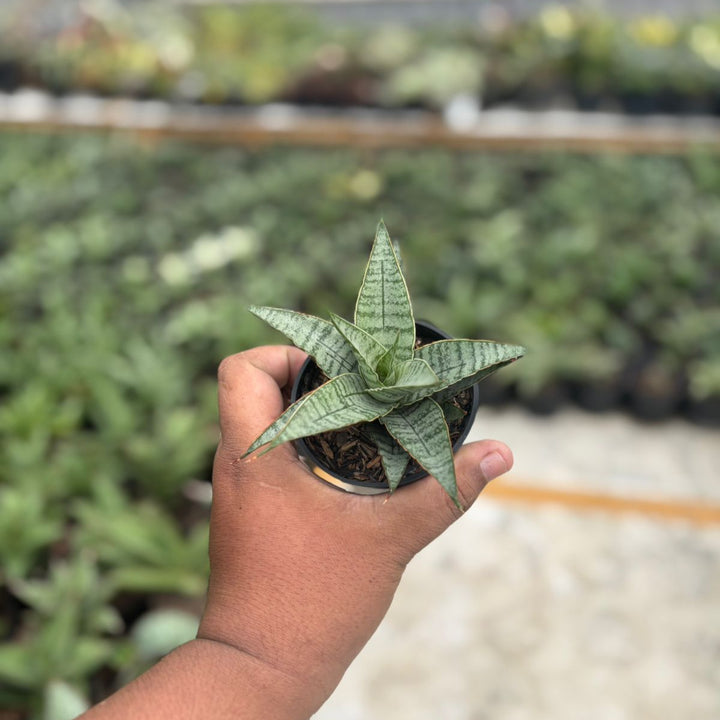 Sansevieria sweet celery