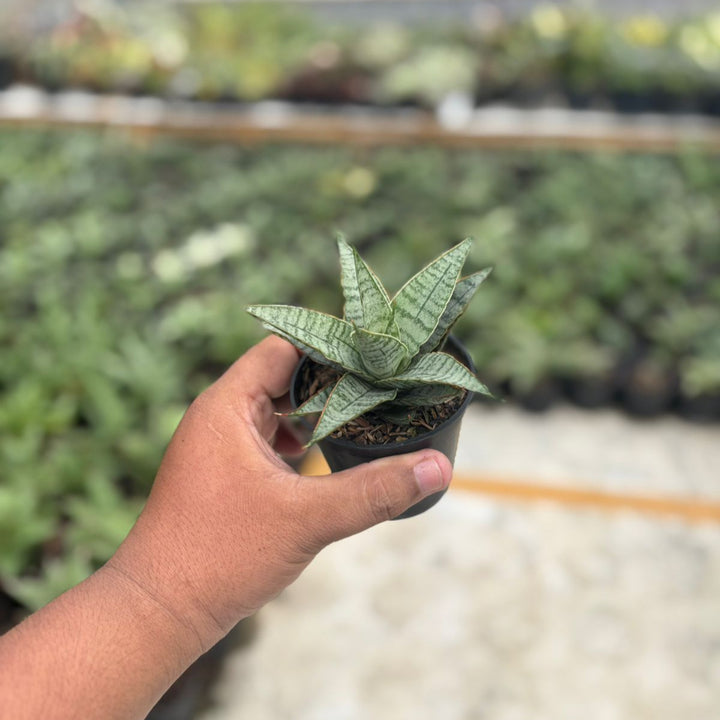 Sansevieria sweet celery